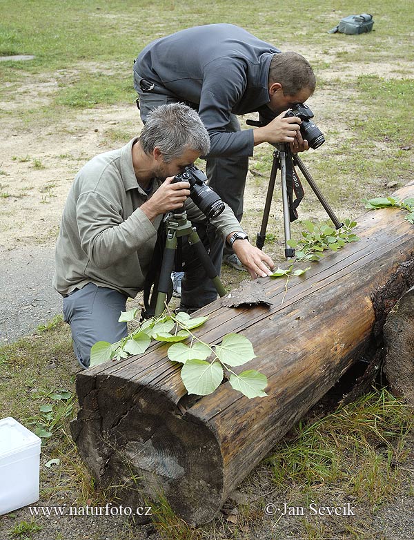 ヒト属