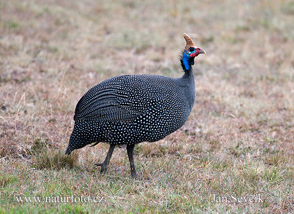 ホロホロチョウ