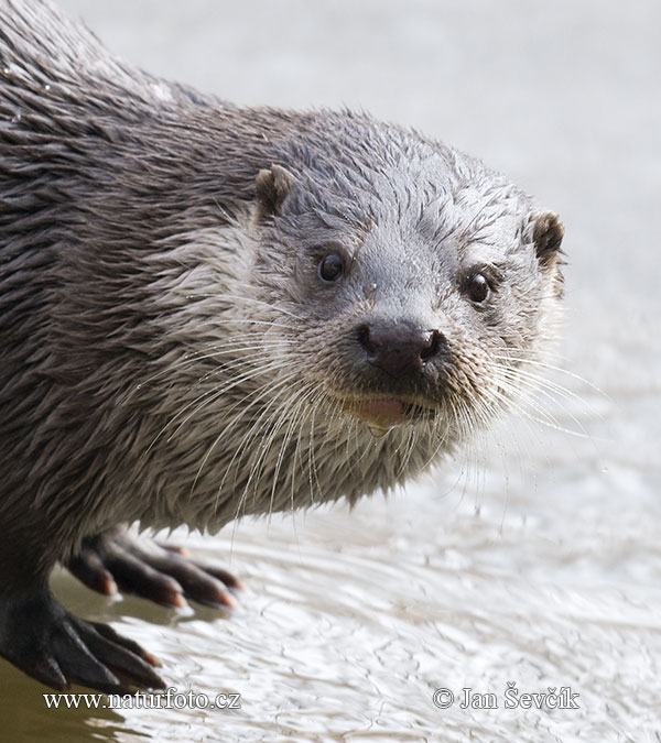 ユーラシアカワウソ