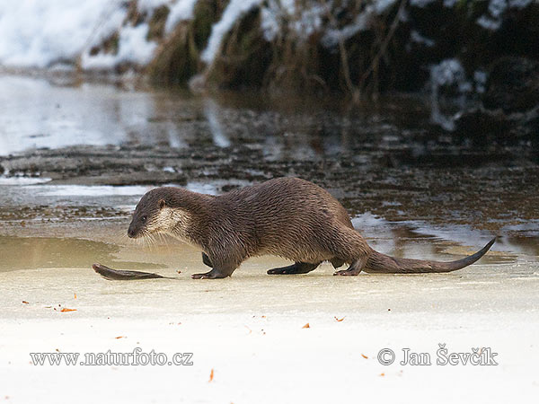 ユーラシアカワウソ