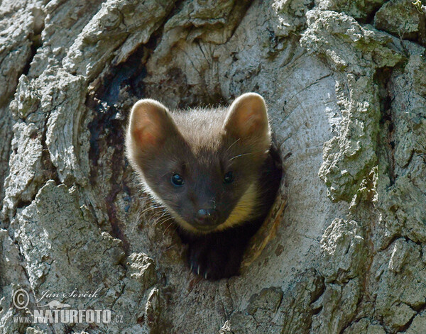 �ز الصنوبر الأوروبي