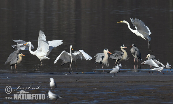 Чапля велика біла