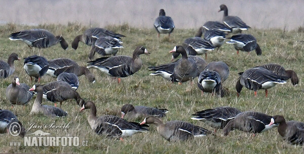 Гуска білолоба
