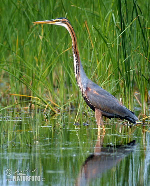 Чапля чырвоная
