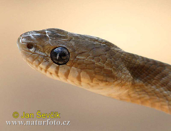 �ойга Форстена