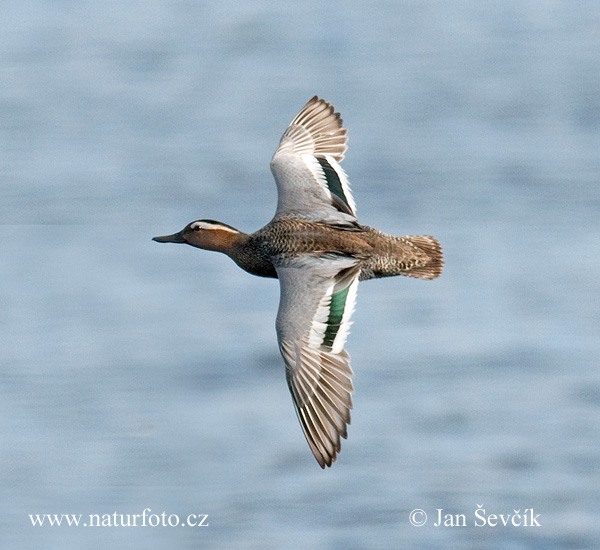 Чырок-траскунок