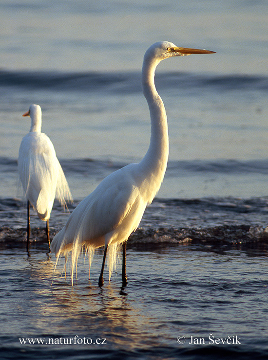 Голема бела чапја