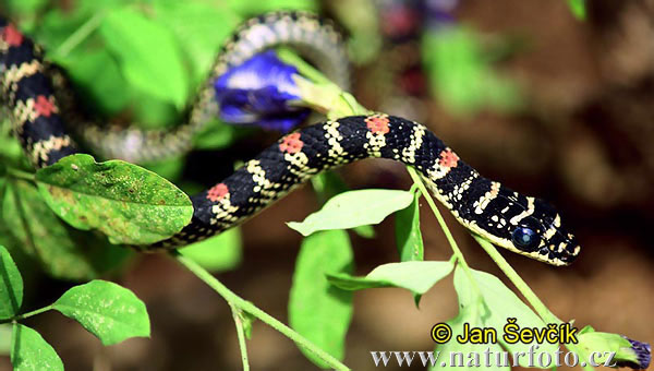 Летюча змія прикрашена