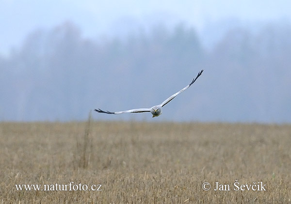 Полски блатар