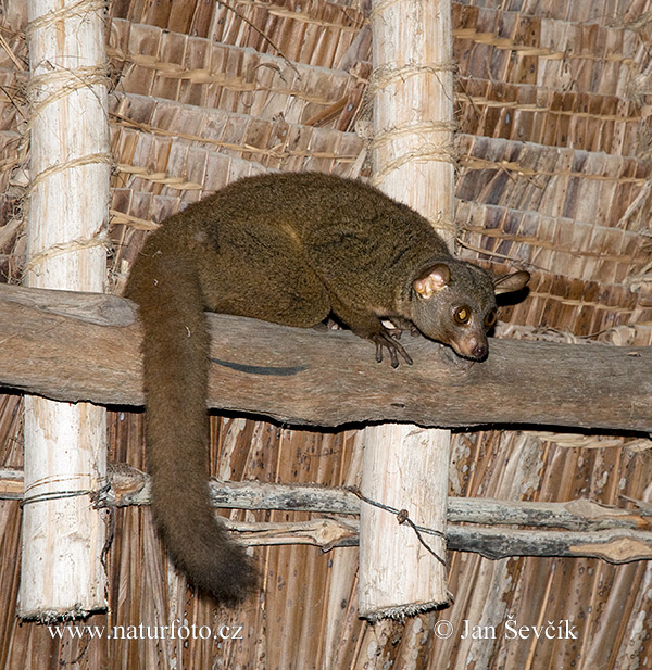 Галаго Гарнетта