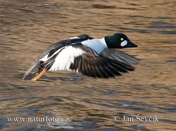 Гогаль звычайны