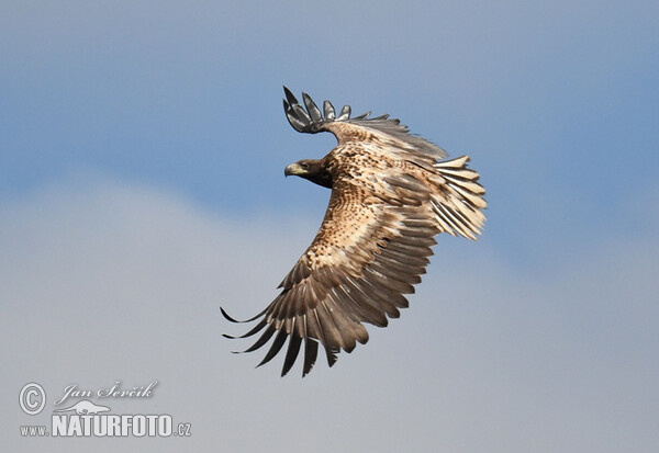 چٹی پوچھ آلا عقاب