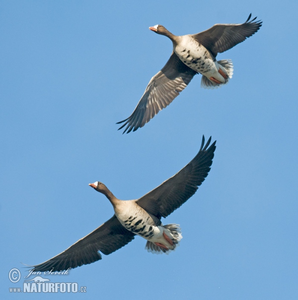 Обична белочелна гуска