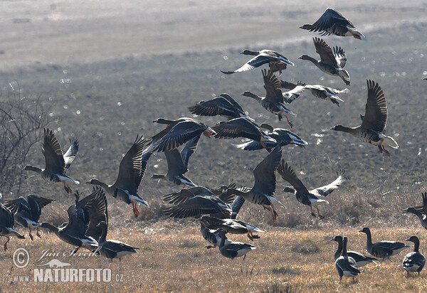 Обична белочелна гуска