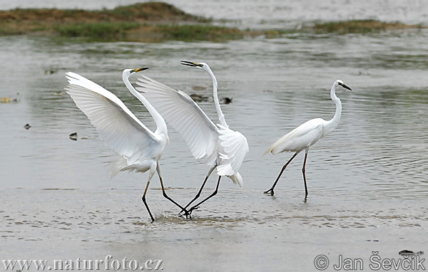 Большая белая цапля