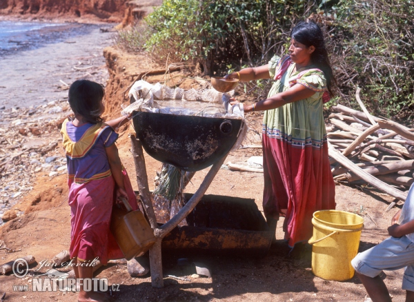 Чалавек разумны