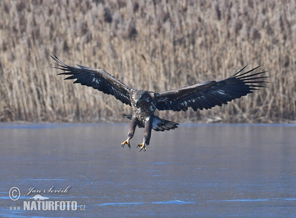 �قاب أبيض الذنب