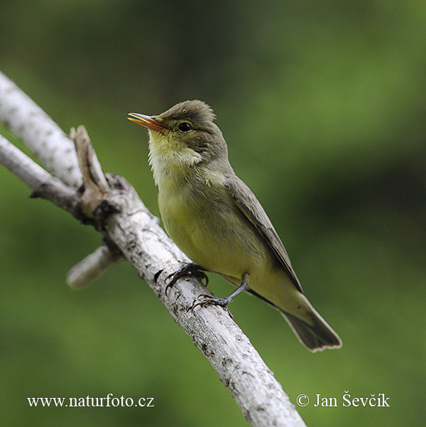 Зелёная пересмешка