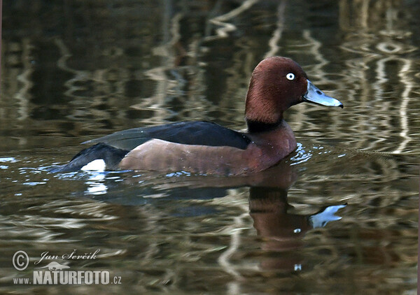 اردک بلوطی غواص