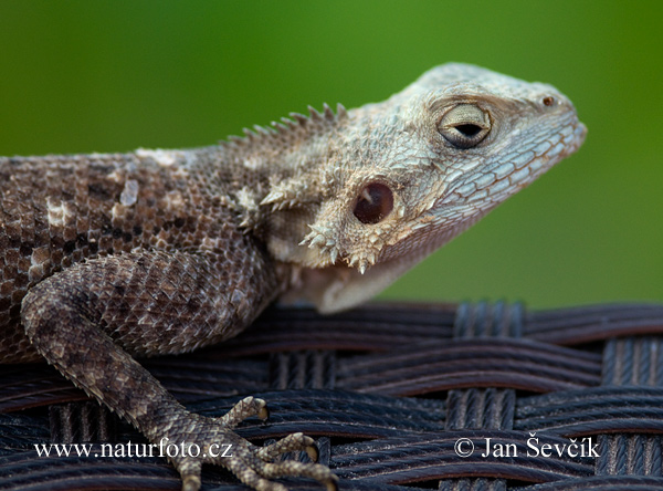 �رذون شائع