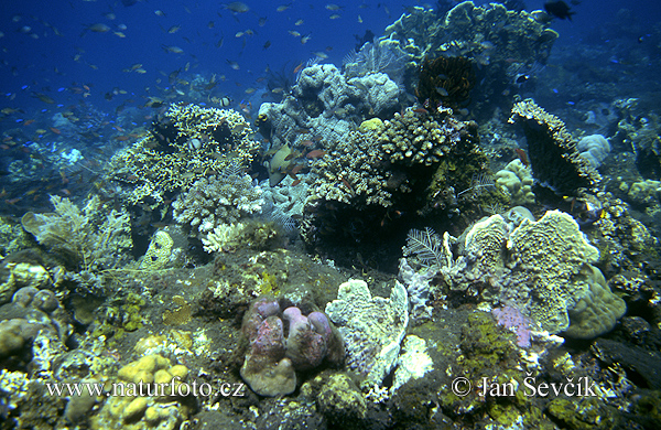 �رجان حيوان