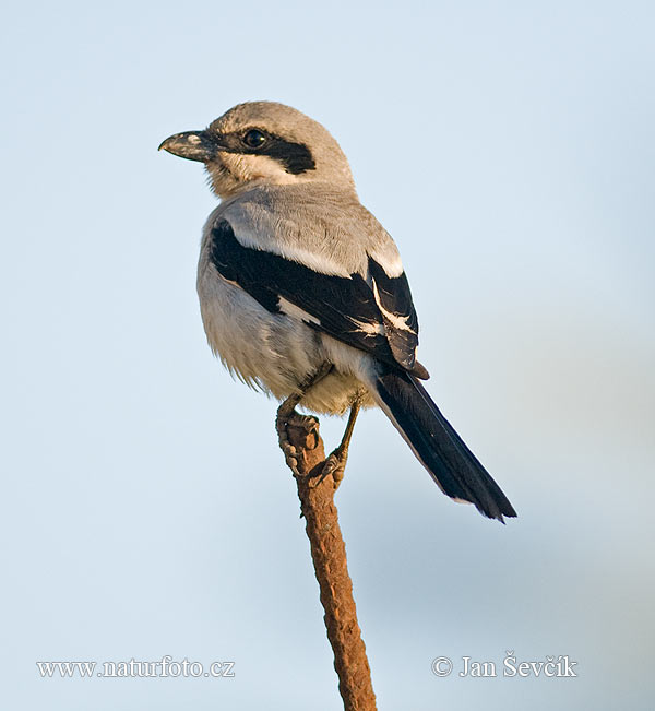 �قناش رمادي جنوبي