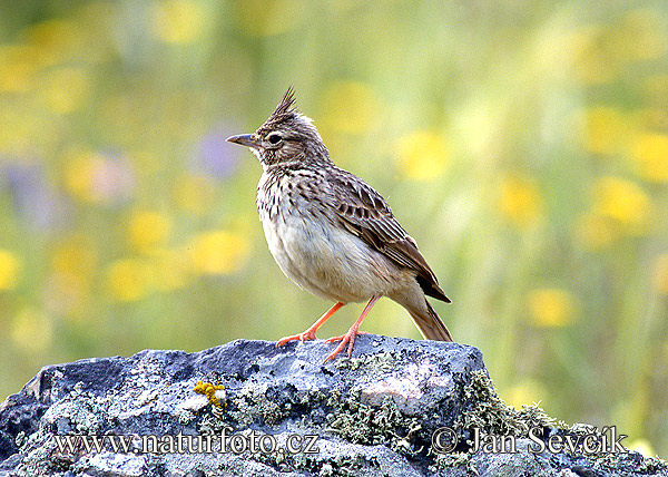 �نبرة متوجة صغيرة المنقار