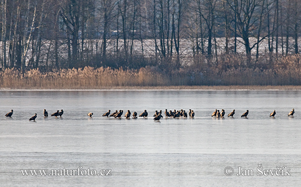 Θαλασσαετός