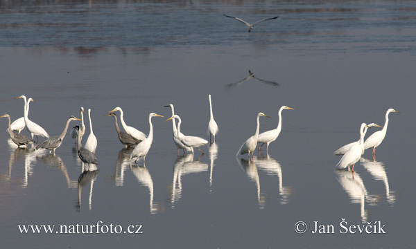 حواصیل سفید بزرگ