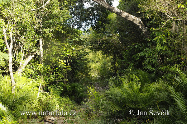 Դոմինիկյան Հանրապետություն