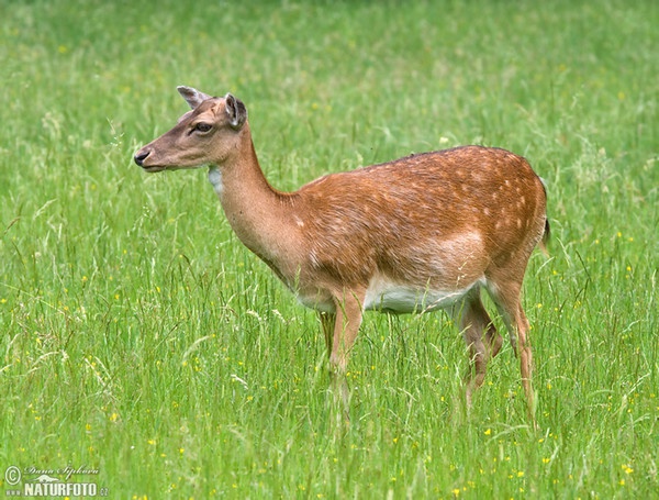 گوزن زرد اروپایی