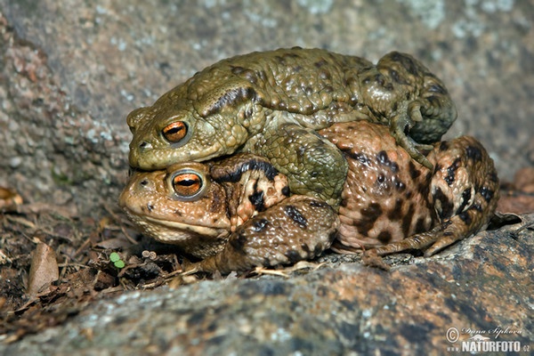 Кафява крастава жаба