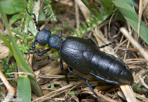 Aceitera carraleja común