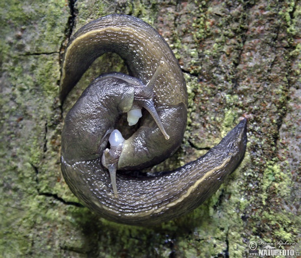 Ashy-grey Ash-black Slug (Limax cinereoniger)