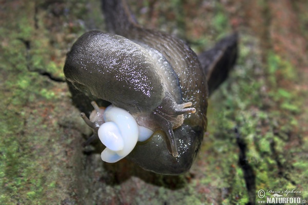 Ashy-grey Ash-black Slug (Limax cinereoniger)