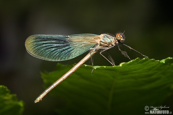 Banded Demoiselle (Calopteryx splendens)