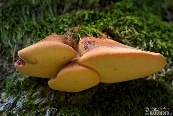 Beefsteak Fungus Mushroom (Fistulina hepatica)