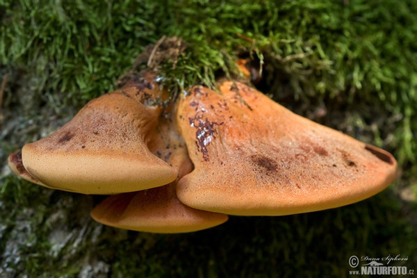 Beefsteak Fungus Mushroom (Fistulina hepatica)