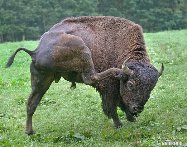 Bison Amerika