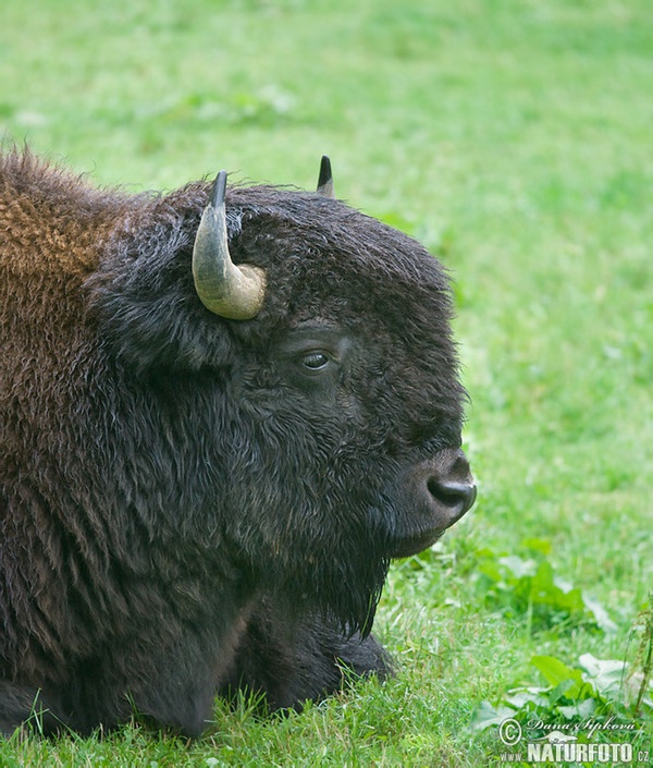 Bison Amerika