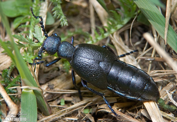 Black Oil Beetle (Meloe proscarabaeus)