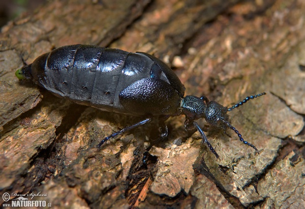 Black Oil Beetle (Meloe proscarabaeus)