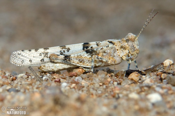 Blauwvleugelsprinkhaan