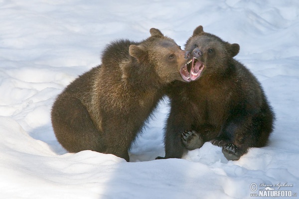 Brown Bear (Ursus arctos)