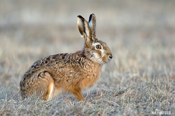 Brown Hare (Lepus europaeus)