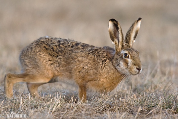 Brown Hare (Lepus europaeus)