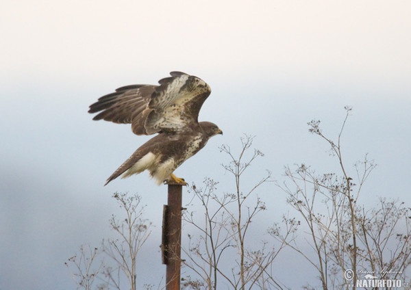 Buizerd