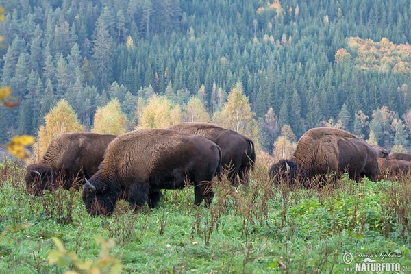 Bò rừng bizon Bắc Mỹ