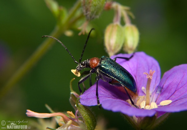 Carilia virginea (Gaurotes virginea)