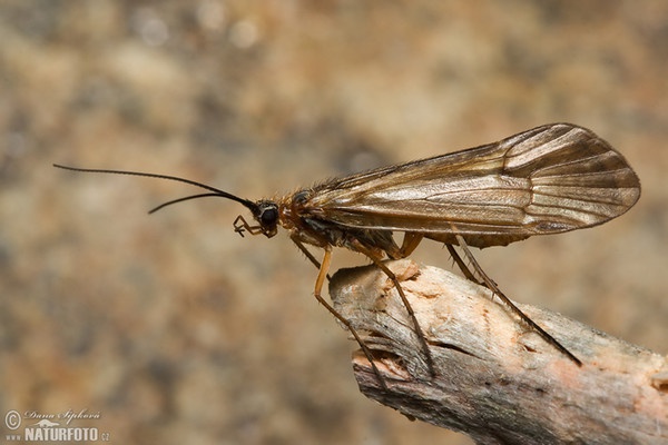 Chaetopteryx sp.